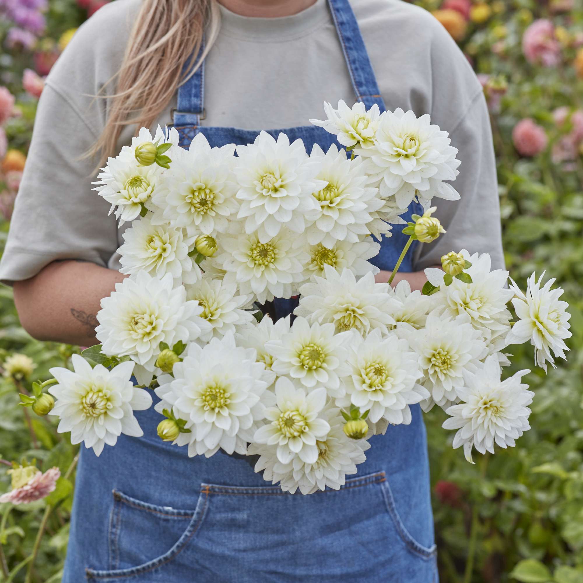 Dahlia 'Karma Maarten Zwaan'